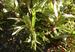 Artemisia dracunculus 'Thüringen'