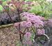 Angelica 'Vicar's Mead'