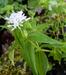Asperula taurina var. caucasica