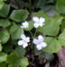 Cardamine trifolia