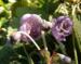 Deinanthe caerulea