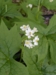 Diphylleia cymosa