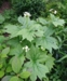 Diphylleia cymosa