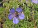 Geranium 'Blue Cloud'