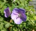 Geranium himalayense 'Babyblue'