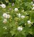 Geranium macrorrhizum 'White Ness'