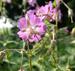 Geranium phaeum 'Alec's Pink'