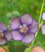 Geranium phaeum 'Calligrapher'