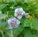 Geranium phaeum 'Calligrapher'