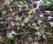 Geranium phaeum 'Lisa' tidlig forår.