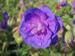 Geranium pratense 'Plenum Violaceum'