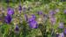 Geranium pratense 'Plenum Violaceum'