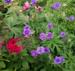 Geranium pratense 'Plenum Violaceum'