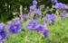 Geranium pratense 'Plenum Violaceum'