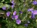 Geranium pratense 'Plenum Violaceum'
