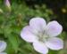 Geranium sylvaticum 'Ice Blue'
