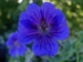 Geranium x magnificum 'Rosemoor'