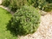Geranium x oxonianum 'Elworthy Misty'