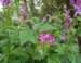 Geranium phaeum 'Red Start'