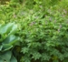 Geranium phaeum 'Red Start'