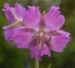 Geranium phaeum 'Red Start'