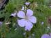 Geranium sylvaticum 'Coquetdale Lilac'