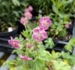Geranium phaeum David Martin