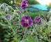 Geranium phaeum 'James Haunch'