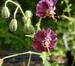 Geranium phaeum 'James Haunch'