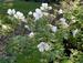 Geranium sylvaticum 'Cyril's Superb White'