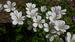 Geranium sylvaticum 'Cyril's Superb White'