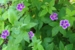 Geranium nodosum 'Blueberry Ice'