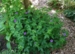 Geranium nodosum 'Blueberry Ice'