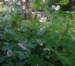 Geranium phaeum 'Ray of Light'