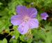 Geranium Purple Rain