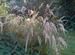Achnaterum calamagrostis