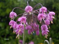 Allium cernuum