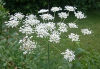 Laserpitium siler