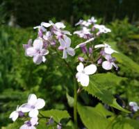 Lunaria rediviva
