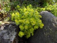 Origanum vulgare 'Aureum Crispum'