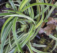 Ophiopogon planiscapus 'Little Tabby'