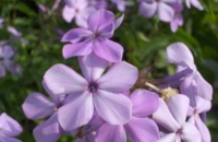 Phlox paniculata - lilla vildform