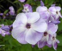 Phlox paniculata 'Violetta Gloriosa'