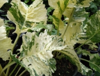 Armoracia rusticana 'Variegata'