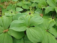 Paris quadrifolia
