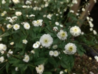 Ranunculus aconitifolius Pleniflorus