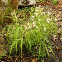 Lathyrus vernus ssp. flaccidus - sart lyserød