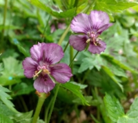 Geranium phaeum 'Rothbury Ruby'