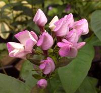 Phlox paniculata 'Butonik'