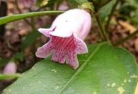 Hemiboea subcapitata